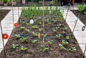 SPRING CABBAGE PLANTS PROTECTED BY BIRD SCARERS