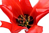 TULIPA ROB VERLINDEN