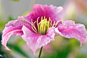 CLEMATIS PIILU LITTLE DUCKLING