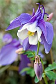 AQUILEGIA MAGIC BLUE