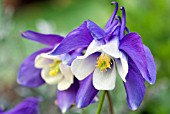 AQUILEGIA MAGIC BLUE