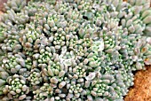 SEDUM SPATHULIFOLIUM