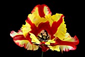 TULIPA FLAMING PARROT