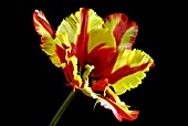 TULIPA FLAMING PARROT