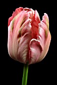 TULIPA FANTASY