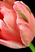 TULIPA FANTASY