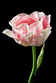 TULIPA ANGELIQUE