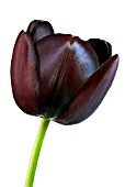 TULIPA QUEEN OF THE NIGHT