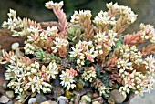 SEDUM DASYPHYLLUM