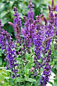 SALVIA MELO