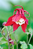 AQUILEGIA CAERULEA RED HOBBIT