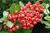 PYRACANTHA SAPHYR CADROU BERRIES IN AUTUMN