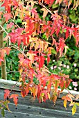 ACER TATARICUM SUBSP. GINNALA IN AUTUMN