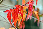 ACER TATARICUM SUBSP. GINNALA IN AUTUMN