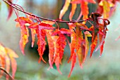 ACER TATARICUM SUBSP GINNALA IN AUTUMN