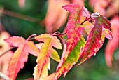 ACER TATARICUM SUBSP GINNALA IN AUTUMN