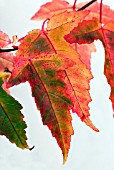 ACER TATARICUM SUBSP GINNALA IN AUTUMN