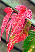 ACER TATARICUM SUBSP GINNALA IN AUTUMN