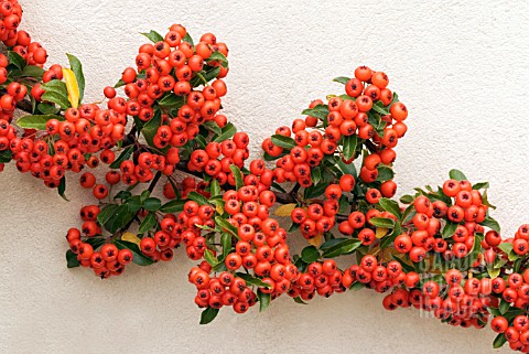 PYRACANTHA_MOHAVE