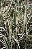 PHALARIS ARUNDINACEA PICTA FEESEY,  GRASS,  POACEAE