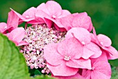 HYDRANGEA MACROPHYLLA MARESII