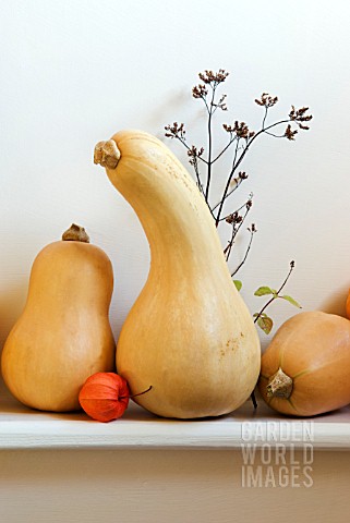BUTTERNUT_AND_CROOKNECK_SQUASHES