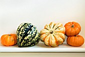 WINTER SQUASHES