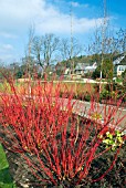 CORNUS ALBA SIBIRICA IN THE WINTER GARDEN AT HARLOW CARR