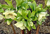 HELLEBORUS HARVINGTON YELLOW SPECKLED