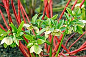 CORNUS ALBA SIBIRICA UNDERPLANTED WITH HELLEBORES