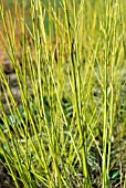 CORNUS STOLONIFERA FLAVIRAMEA