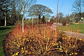 CORNUS SANGUINEA MIDWINTER FIRE IN THE WINTER GATDEN AT HARLOW CARR