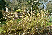 VIBURNUM FARRERI CANDISSIMUM IN THE WINTER GARDEN AT HARLOW CARR