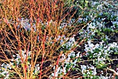 CORNUS SANGUINEA UNDERPLANTED WITH SCILLA MISCHTSCHENKOANA