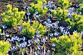 PINUS MUGO WINTER GOLD UNDERPLANTED WITH IRIS RETICULATA