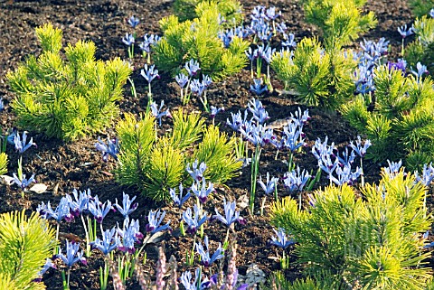 PINUS_MUGO_WINTER_GOLD_UNDERPLANTED_WITH_IRIS_RETICULATA