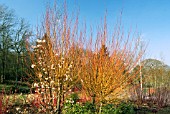 SALIX ALBA VAR. VITELLINA VELVERON IN THE WINTER GARDEN AT HARLOW CARR