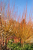 SALIX ALBA VAR. VITELLINA VELVERON IN THE WINTER GARDEN AT HARLOW CARR