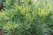 PINUS STROBUS BLUE SHAG