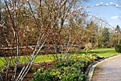 SALIX ACUUTIFOLIA BLUE STREAK IN THE WINTER GARDEN AT HARLOW CARR