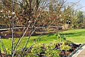 SALIX ACUUTIFOLIA BLUE STREAK IN THE WINTER GARDEN AT HARLOW CARR