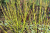 CORNUS STOLONIFERA BUDDS YELLOW