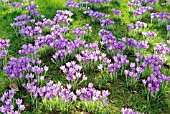 CROCUS TOMMASINIANUS NATURALISED IN GRASS