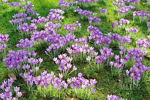 CROCUS_TOMMASINIANUS_NATURALISED_IN_GRASS