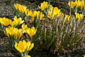 CROCUS LUTEUS GOLDEN YELLOW PLANTED WITH CALLUNA VULGARIS SIRSSON