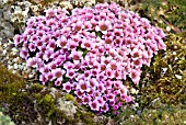 SAXIFRAGA VALERIE