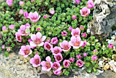 SAXIFRAGA  WINIFRED