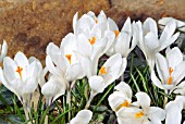 CROCUS VERNUS SUBSP. ALIFLORUS JEANNE DARC