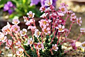 SAXIFRAGA KELLERI SUENDERMANNI