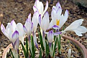 CROCUS VERNUS SUBSP ALBIFLORUS DELMICA